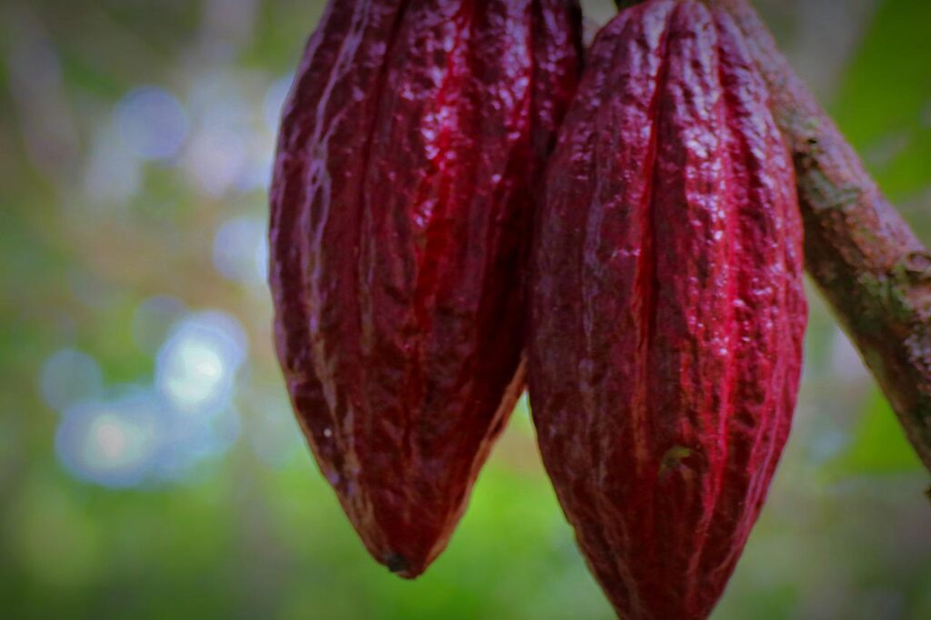 cacao pod, cacao fruit, cacao-4469207.jpg